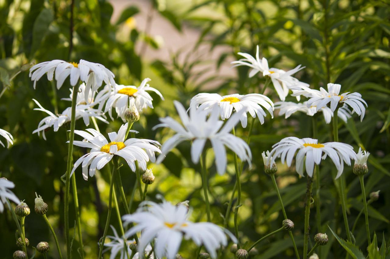 Magpies Lodge Slinfold Εξωτερικό φωτογραφία